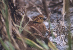 QUAIL